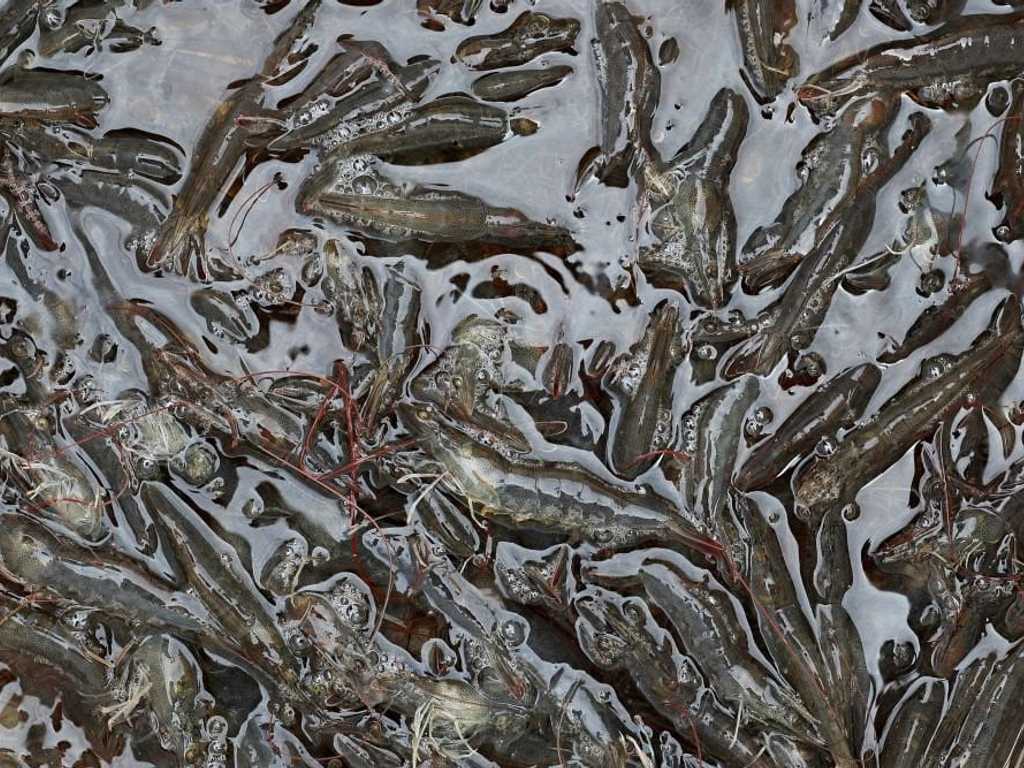 DPR RI peringatkan KKP: Industri udang terancam hancur akibat radioaktif