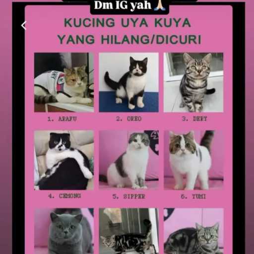 Sherina Munaf Selamatkan Kucing Uya Kuya yang Hilang Usai Rumah Dijarah Massa