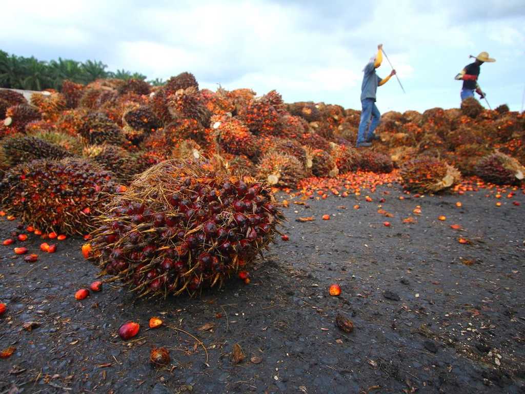 Search image article