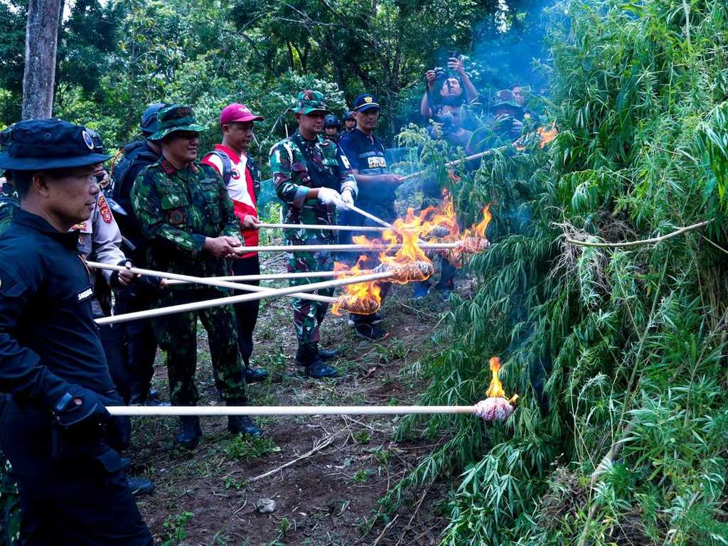 BNN musnahkan ladang ganja dua hektare di Aceh Besar