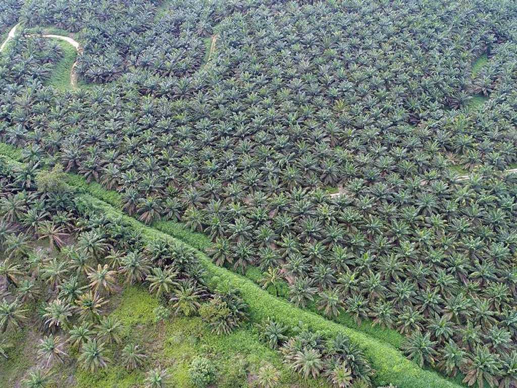 Panel WTO dukung Indonesia atas bea masuk biodiesel Uni Eropa