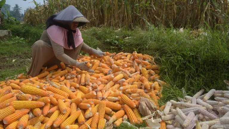 Bapanas stabilkan harga jagung, Mentan sering keluhkan di bawah HPP