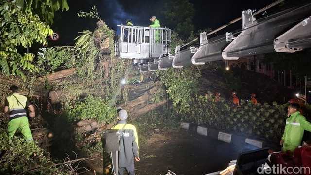 Pohon Beringin Raksasa Tumbang di Bogor, Jalan Ditutup Total: Nihil Korban