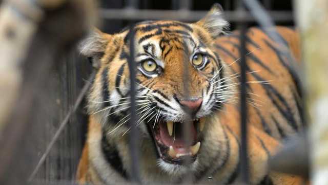 Harimau Sumatera Terkam Petani di TNBBS, Korban Luka Serius di Kepala