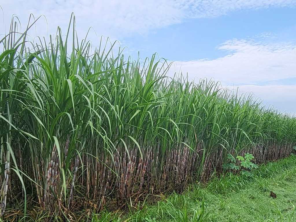Anomali Kebijakan Hantui Industri Gula, Pasokan Tebu Kritis
