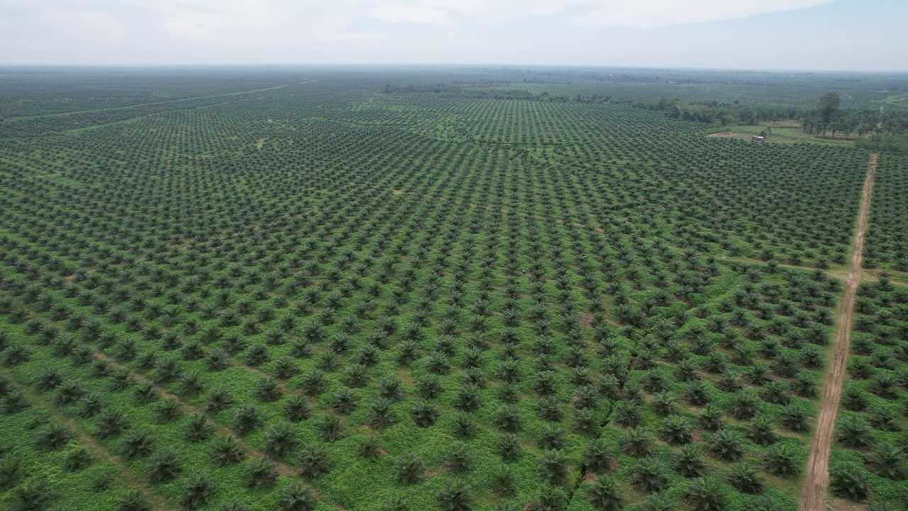 PTPN IV PalmCo: Produktivitas Sawit Rakyat Harus Setara Perusahaan