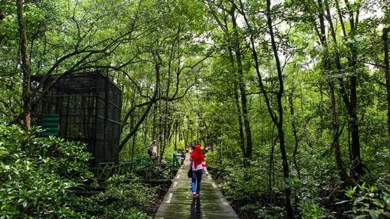 Indonesia Pimpin Dunia Jaga Mangrove, Ajak Kolaborasi di COP30