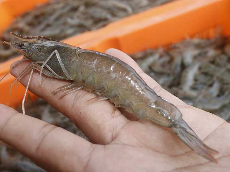 Search image article