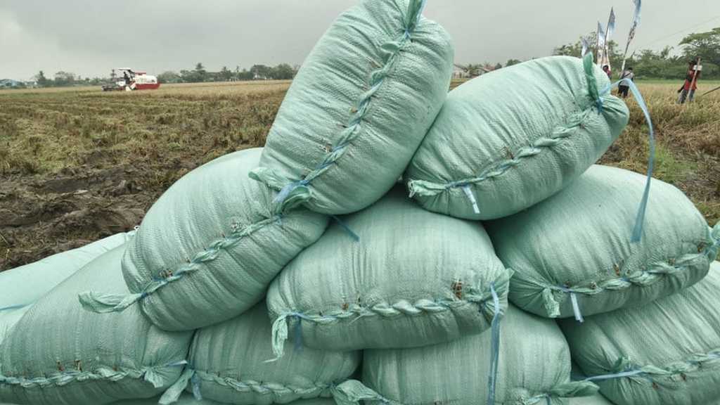 Harga Beras Meroket Lagi di Agustus 2025, BPS Ungkap Angka Kenaikan