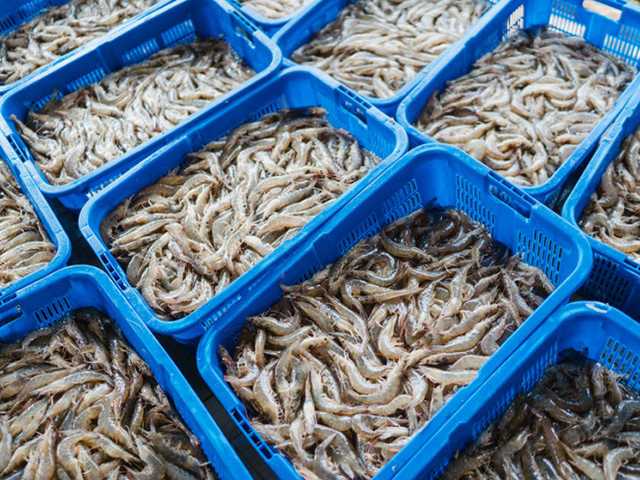 Ekspor Udang Indonesia Kembali Mulus ke AS, Dinyatakan Bebas Cesium-137