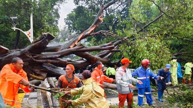 Distamhut DKI: Syarat Santunan Pohon Tumbang Tak Dipersulit, Warganet Protes