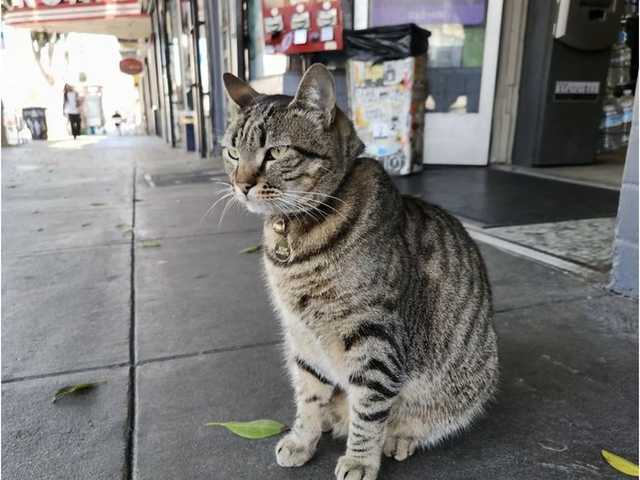 Kucing Kesayangan Ditabrak Waymo, San Francisco Murka Tuntut Pembatasan