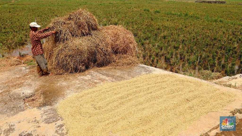 BPS: Daya Beli Petani Tergerus, NTP Turun 0,02% Oktober 2025