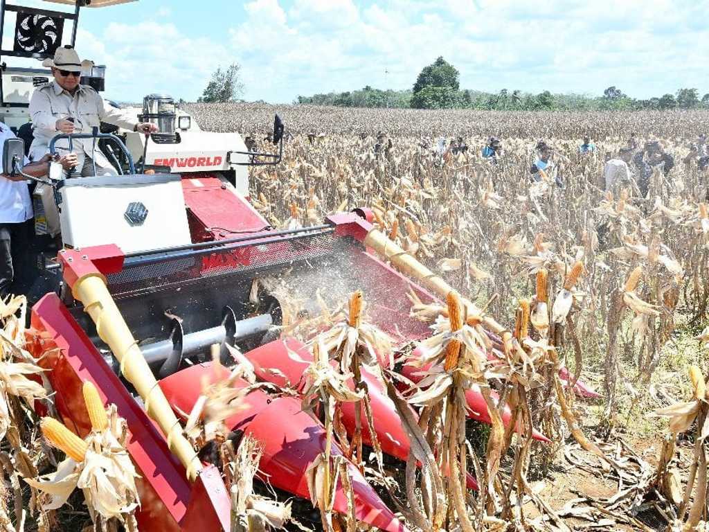Pemerintah gelontorkan Rp78 miliar untuk subsidi jagung pakan peternak