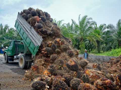 PTPN IV PalmCo mulai bangun pabrik CBG pertama di Indonesia dari limbah sawit