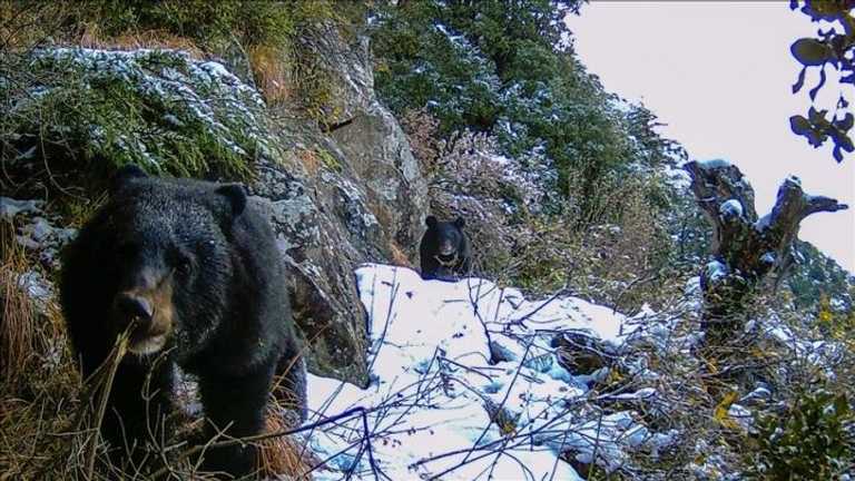 Fukushima Geger: Serangan Beruang Lukai Pria, Militer Jepang Dikerahkan