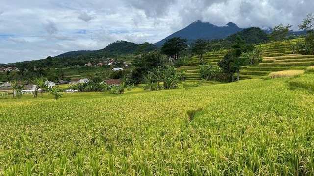 Search image article