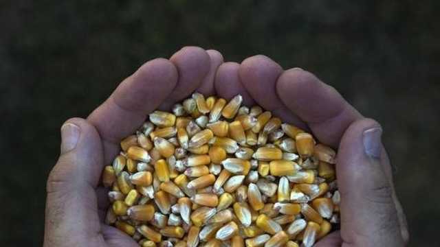 Pemerintah Gelontorkan Rp 78,6 Miliar Redam Harga Pakan Jagung Peternak