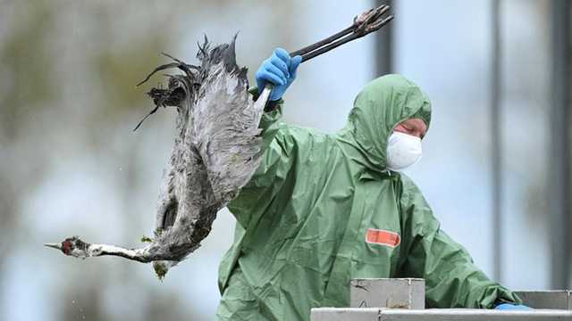 Flu Burung Menyebar Cepat di Jerman, Ribuan Hewan Dimusnahkan