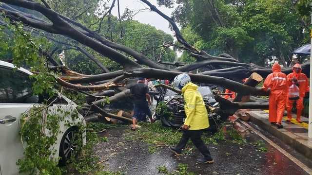 Pohon Tumbang Tewaskan Warga, Gubernur DKI Jamin Tanggung Biaya Korban