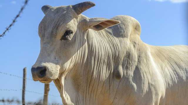 Search image article