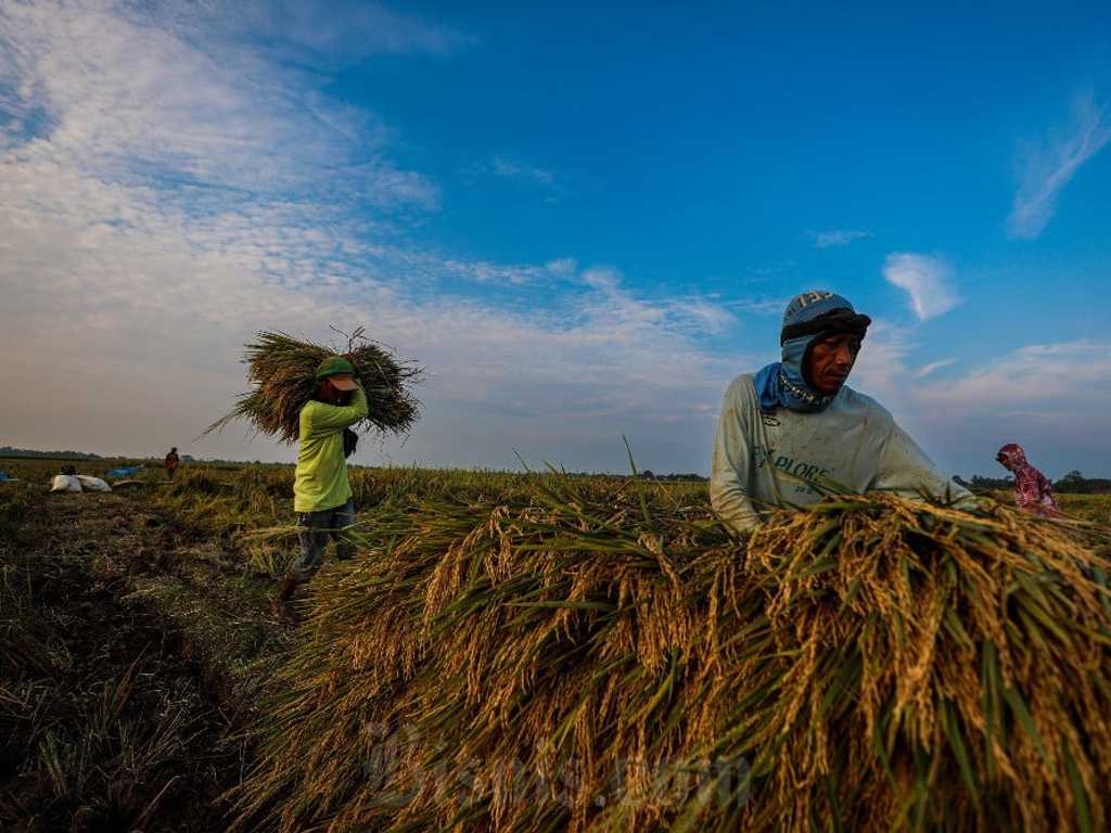 Kementan minta Bulog terus serap gabah petani, jangan batasi kuota