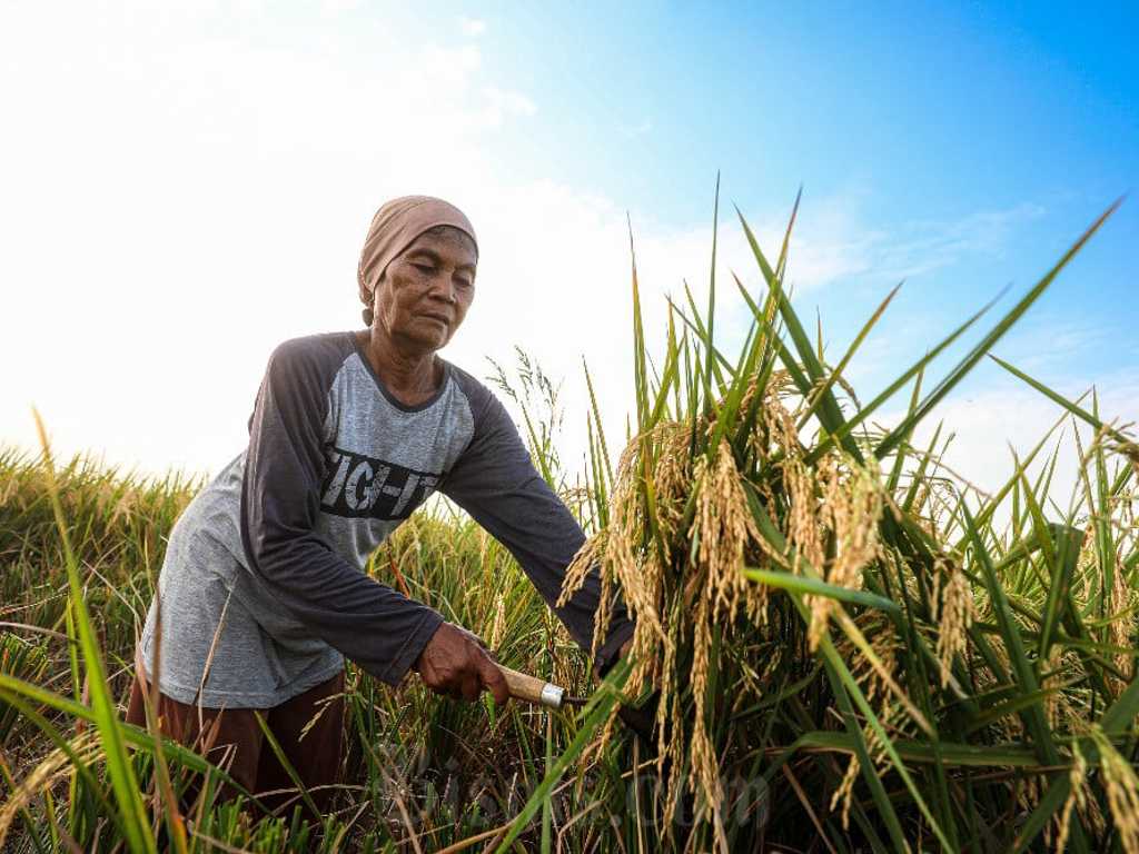 Bapanas Ingatkan Waspada Stok Beras Menjelang Akhir 2025