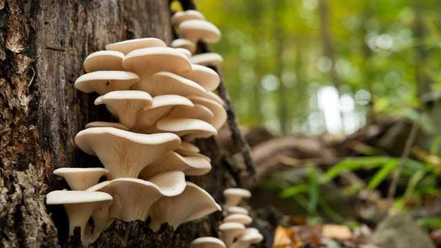 Peneliti Ohio State: Jamur Mampu Gantikan Chip Silikon, Simpan Data Digital