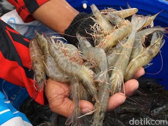 Search image article