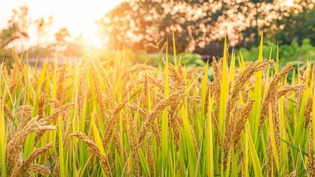 Search image article