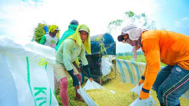 Kebijakan Pangan Prabowo: Petani Rasakan Hasil Positif, Ketahanan Pangan Menguat