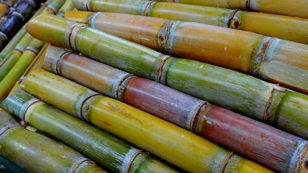 Bahaya Ledakan Molase Ancam Pabrik Gula, Petani Tebu Merugi
