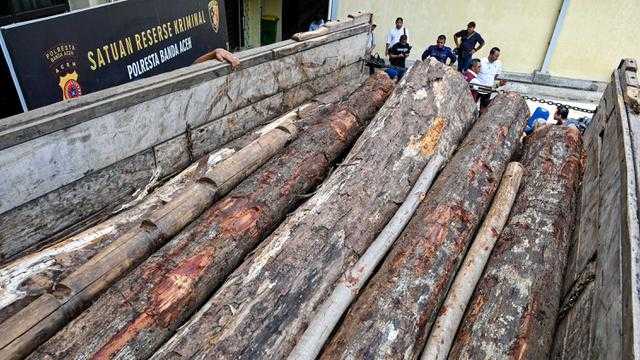 Pemerintah Tegaskan Komitmen: Pastikan Kayu Indonesia Legal dan Lestari