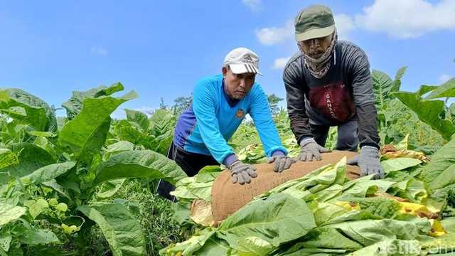 DPR Ungkap: Industri Tembakau Serap Ratusan Ribu Pekerja, Penopang Ekonomi Nasional