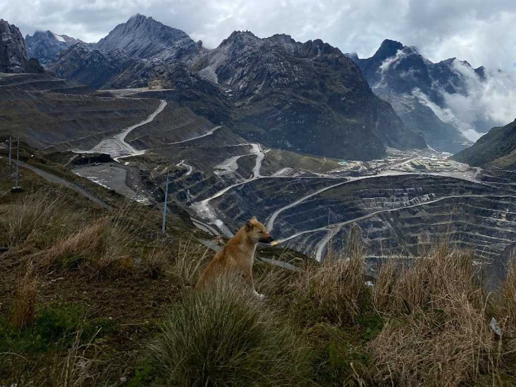 Search image article