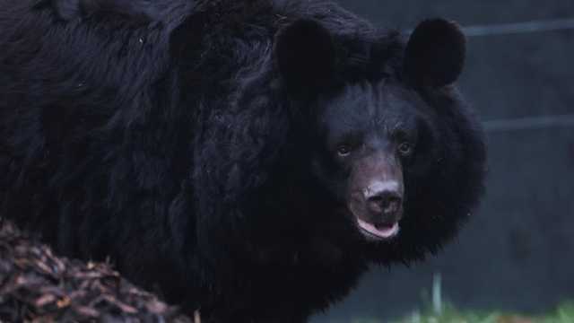 Search image article