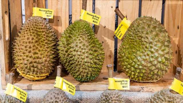 Durian Ilegal Malaysia: 10 Ton Masuk Tiap Hari, Petani Lokal Terancam