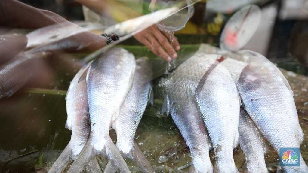 Peluang Emas! Indonesia Rebut Pasar Tilapia AS, China Terancam Tarif 200%