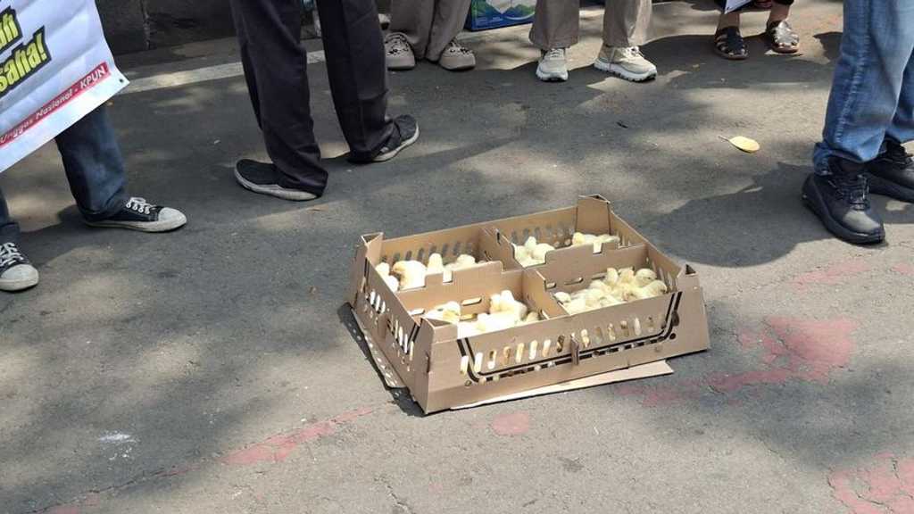 Peternak Ayam Menjerit: DOC Langka, Harga Tembus Rp9.000 per Ekor