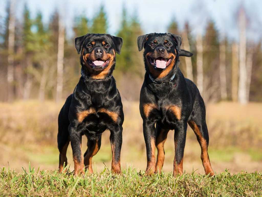Tragedi Nugget Ayam: Ibu Lima Anak Tewas Digigit Anjing Peliharaan