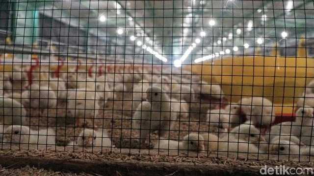 Search image article