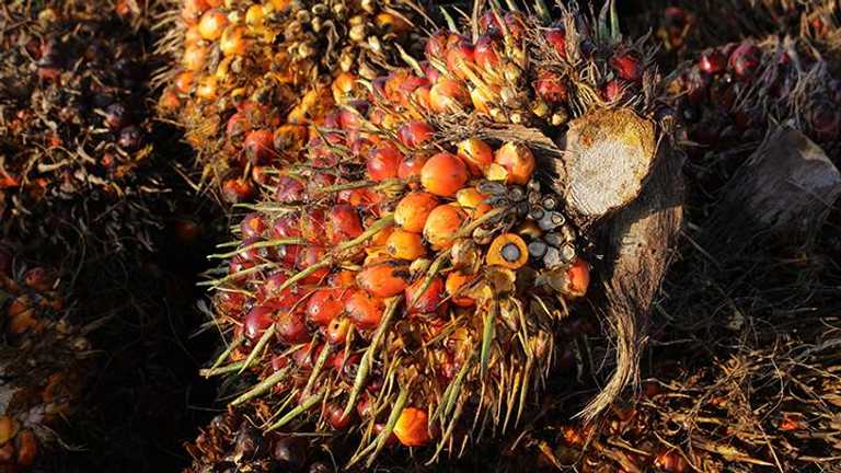 Search image article