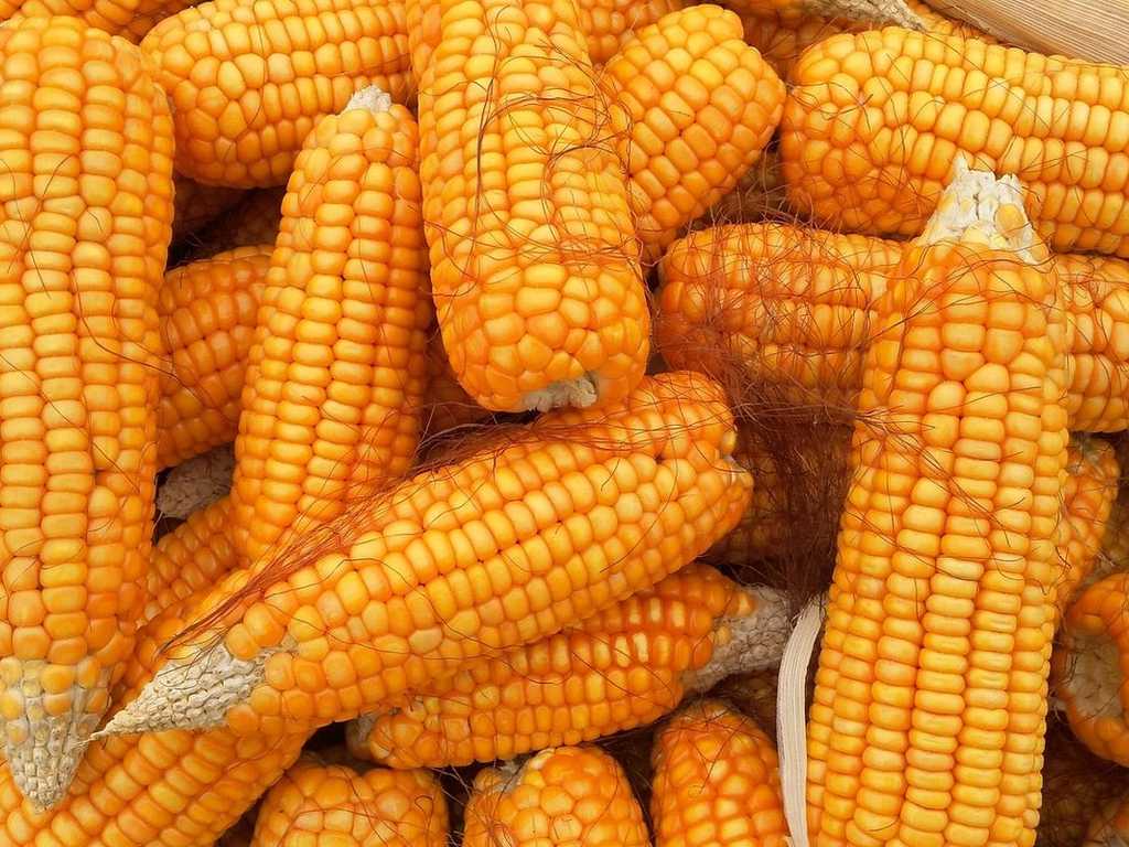 Harga Jagung Melonjak, Bapanas Gelar SPHP 52.400 Ton: Peternak Dapat Rp 5.500/Kg!